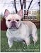 French Bulldog Champions, 2001-2004