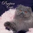 Persian Cats 2009 Wall Calendar