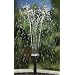 Smart Solar Sun Jet 150 Fountain Pump