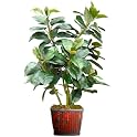 Faux Rubber Leaf Plant- 4'