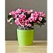 Azalea in Green - A Beautiful Mother's Day gift That Grows!