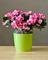 Azalea in Green - A Beautiful Mother's Day gift That Grows!