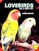 Lovebirds As a New Pet