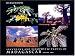 Succulent and Xerophytic Plants of Madagascar, Vol. 2