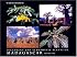 Succulent and Xerophytic Plants of Madagascar, Vol. 2