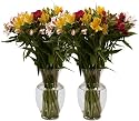 Peruvian Lilies - Fresh Cut Flowers - Double Bouquet - 50 Stems - Free Fast Shipping