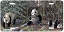Three Pandas - Wildlife Art Print - License Plate Tag By Hautman Brothers From Airstrike