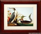 Loon Red Throated Diver By John J. Audubon Print Framed