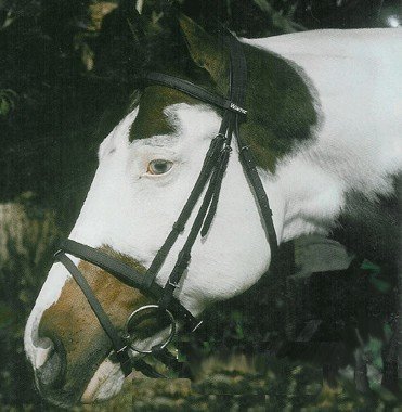 Wintec Flash Bridle