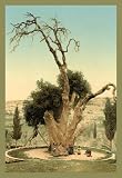 Abraham's Tree Mamreh on the West Bank, Giclée Canvas - 20x30