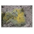 Raoulia Australis at About 1500M, New Zealand Photographic Poster Print by Bob Gibbons, 64x48