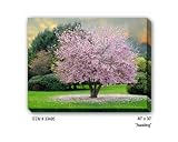 AWAITING - Gallery Wrapped, Stretched Canvas Photograph
