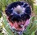 Black Beard Protea 8 Seeds -Protea lepidocarpodron