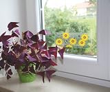 Fenster-Fliegenfalle FlyMaster WINDOW