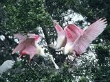 Roseate Spoonbills, Aggressive Behaviour, Texas, USA Photographic Poster Print by Philippe Henry, 64x48
