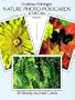 Nature Photo Postcards in Full Color: 24 Ready-to-Mail Cards (Card Books)