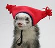 Marshall Ferret Cap, Red Tassle
