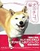 柴犬のチコ。