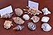 12 Pcs Natural Sea Shell Beach Card Holder Place Wedding Decor