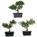 51GAquQ5v0L. SL75  Bonsai Artificial Tree