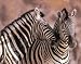 Kissing Zebras Art Print wild animal SAFARI Cute POSTER - 20" x 16"