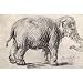 Rembrandt Harmensz. van Rijn (An elephant) Art Poster Print - 13x19