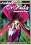 Ambient Orchids: The Ultimate Photo Gallery