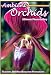 DVD : Ambient Orchids