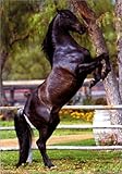 Andalucian Stallion [PH-0004] [�|�X�^�[]