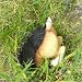 beagle0 - Polyresin Digging dog