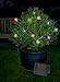 SolarCosa Solar-Lichterkette 20 bunte LED´s