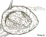 Le Lac aux V�lies : Un conte musical mis en images (1CD audio)
