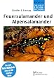 FEUER - U. ALPENSALAMANDER