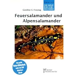 Feuersalamander und Alpensalamander
