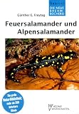 Feuersalamander und Alpensalamander