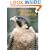 Falconry & Hawking