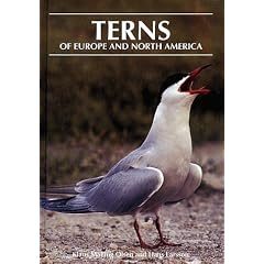 Terns of Europe and North America