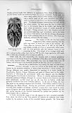 Natural History 1894 Under Surface Foot Elk Animal
