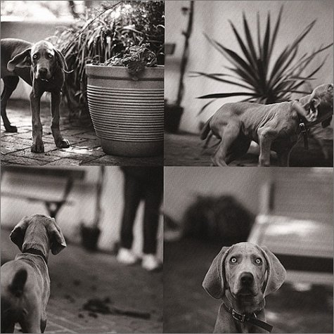Dogtionary: Meaningful Portraits of Dogs