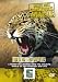 World's Most Dangerous Animals - Big Cats [DVD]