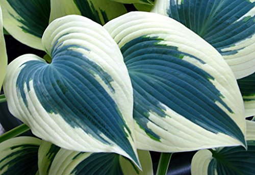 Blue Ivory Hosta - Extra Wide Blue/Cream/White Leaves - Gallon Pot