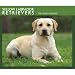 Yellow Labrador Retrievers 2009 Boxed Calendar