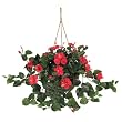 Hibiscus Hanging Basket