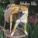 Shiba Inu 2008 Square Wall Calendar (German, French, Spanish and English Edition)