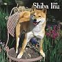 Shiba Inu 2008 Square Wall Calendar