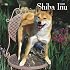 Shiba Inu 2008 Square Wall Calendar