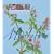 Meditatives (Little Library of Healing Herbs)