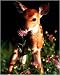 Fawn by Unknown. PLAQUE MOUNTED. 8.00 inches width by 9.96 inches height. Highest Quality Art Poster Print