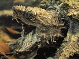 An Alligator Snapper Wiggles a Pink Appendage in its Mouth Photographic Poster Print by George Grall, 64x48