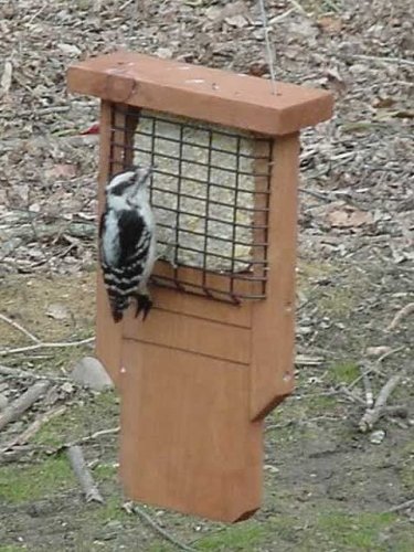 Looker Tail-Prop Suet Holder